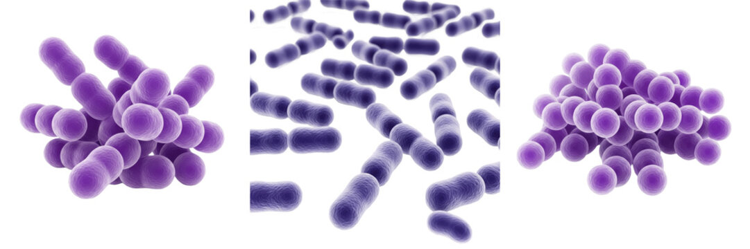 Streptococcus pyogenes bacteria isolated on white background, streptococcus pyogenes gram positive cocci bacterium chains, strep bacteria pathogen causing strep throat infection, microbiology laborato