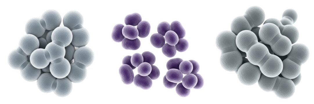 Neisseria meningitidis bacteria isolated on white background, Neisseria meningitidis gram negative diplococcus bacterium, meningococcus pathogen causing meningitis infection, microbiology laboratory