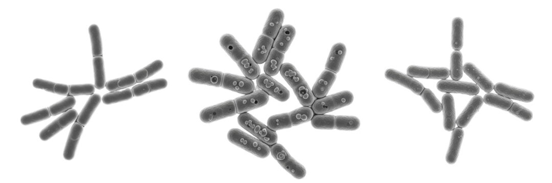 Corynebacterium diphtheriae bacteria isolated on white background, Corynebacterium diphtheriae gram positive club shaped bacterium, diphtheria pathogen microorganism studied in medical microbiology la