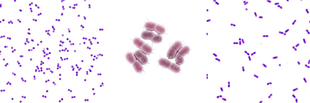 Bordetella pertussis bacteria isolated on white background, Bordetella pertussis gram negative coccobacillus bacterium, whooping cough pathogen microorganism studied in clinical microbiology laborator