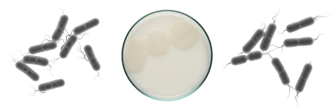 Proteus mirabilis bacteria isolated on white background, Proteus mirabilis gram negative rod bacterium, proteus species pathogen linked to urinary tract infection, microbiology laboratory microorganis