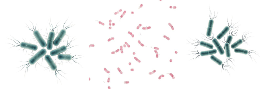 Legionella pneumophila bacteria isolated on white background, Legionella pneumophila gram negative bacterium causing Legionnaires disease, waterborne pathogen microorganism studied in clinical