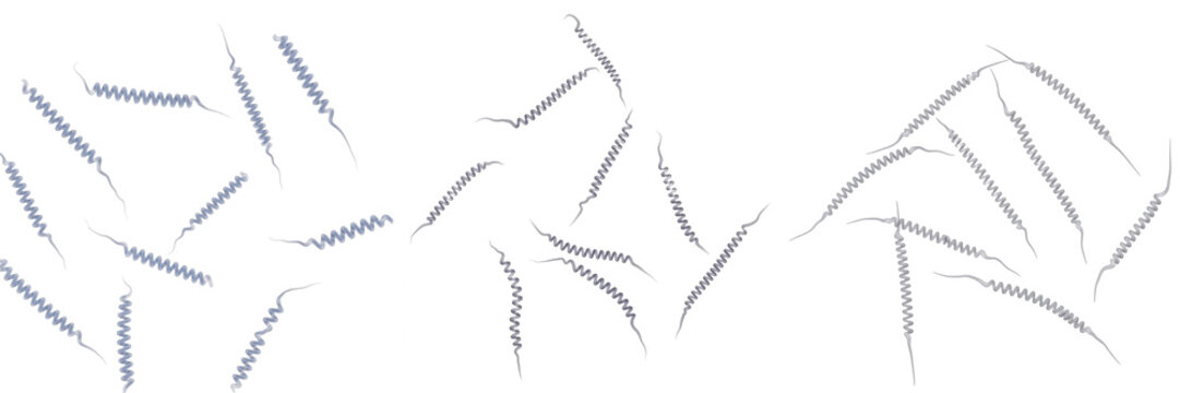 Treponema pallidum bacteria isolated on white background, Treponema pallidum spiral spirochete bacterium causing syphilis infection, pathogenic microorganism studied in medical microbiology laboratory