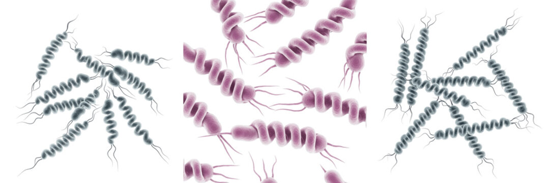 Borrelia burgdorferi bacteria isolated on white background, Borrelia burgdorferi spirochete bacterium causing Lyme disease infection, tick borne pathogen microorganism studied in microbiology laborato