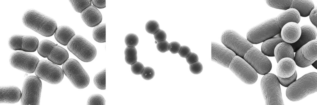 Peptostreptococcus anaerobius bacteria isolated on white background, Peptostreptococcus anaerobius gram positive anaerobic cocci bacterium from human microbiota studied in clinical microbiology labora