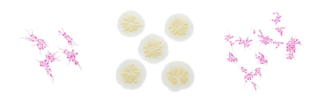 Fusobacterium necrophorum bacteria isolated on white background, gram negative anaerobic Fusobacterium species rod bacterium associated with human and animal infections microbiology laboratory culture