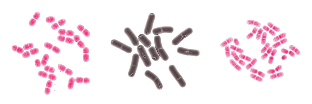 Bacteroides thetaiotaomicron bacteria isolated on white background, gram negative anaerobic Bacteroides species gut microbiota microorganism from human intestinal microbiome used in microbiology and m
