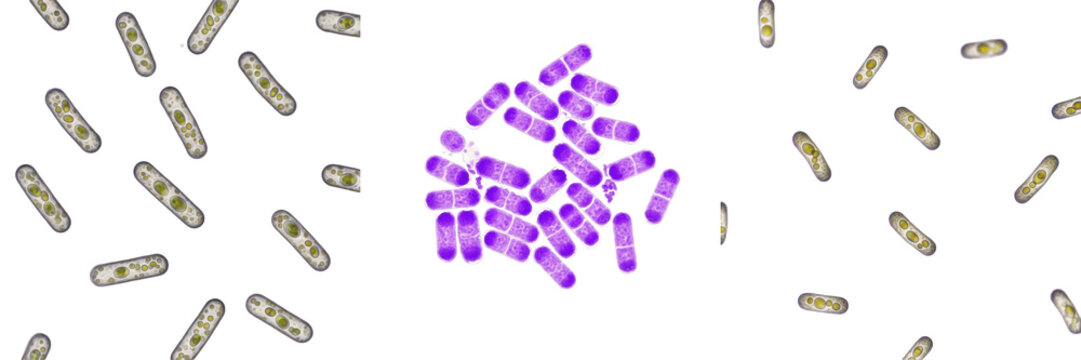 Clostridium sporogenes bacteria isolated on white background, anaerobic spore forming Clostridium species gram positive rod bacterium used in microbiology and anaerobic bacterial research laboratory c