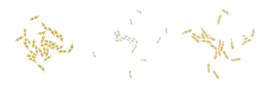 Nitrosospira multiformis bacteria isolated on white background, gram negative ammonia oxidizing soil bacterium involved in nitrification and nitrogen cycle, environmental microbiology and soil microbi