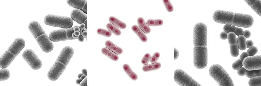 Bordetella parapertussis bacteria isolated on white background, gram negative coccobacillus Bordetella species human pathogen causing pertussis-like respiratory infection, microbiology laboratory cult