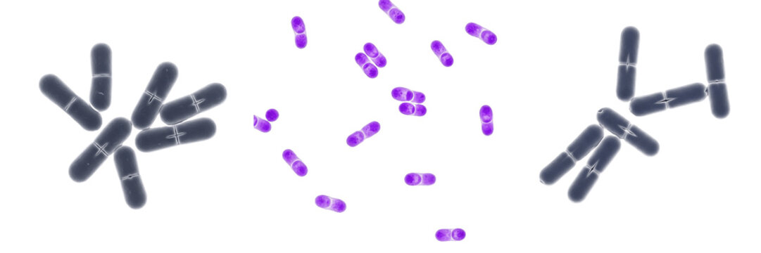 Acinetobacter calcoaceticus bacteria isolated on white background, gram negative coccobacillus Acinetobacter species opportunistic human pathogen and soil bacterium, microbiology laboratory bacterial 