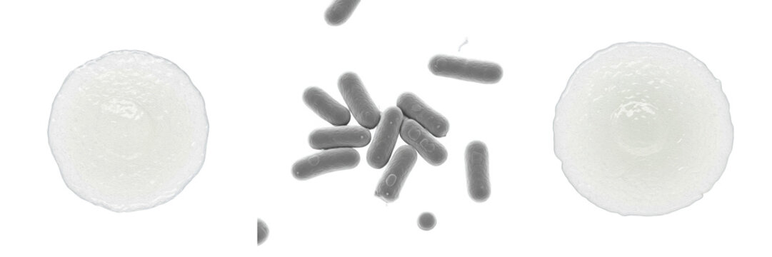 Bacteroides ovatus bacteria isolated on white background, gram negative anaerobic Bacteroides species human gut microbiota bacterium, important in intestinal microbiome research and microbiology labor