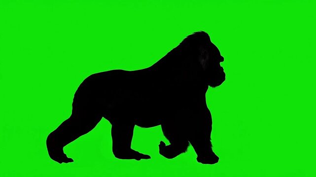 gorilla silhouette on green screen