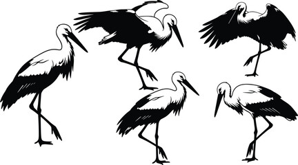 Fototapeta premium Collection of black and white stork silhouettes in various natural poses including standing on one leg, walking, and spreading wings vector illustration set.