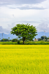 Lone Tree Among Golden Rice Paddies