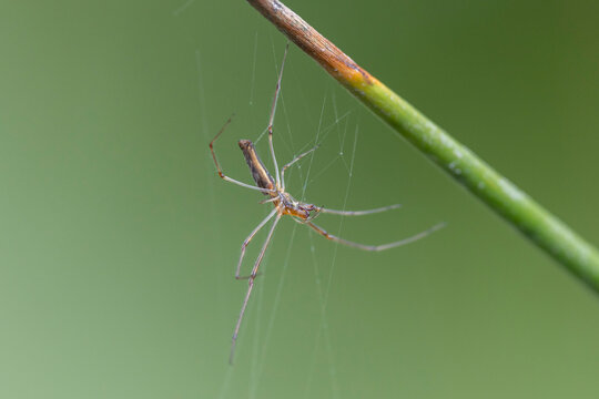 Long-jawed Orb Weaver Spider in web