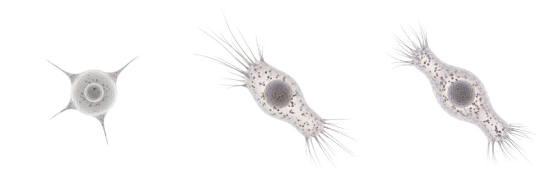 Satellite cell isolated on white background, skeletal muscle stem cell, 筋衛星細胞 (Kin Eisei Saibō), Satellitenzelle, human muscle regeneration stem cell, myogenic precursor cell, skeletal muscle repair c