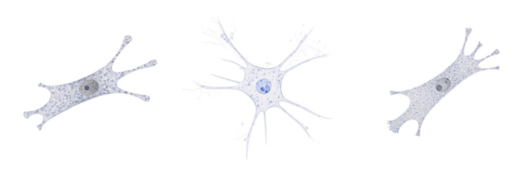 Multipotent Images – Browse 469 Stock Photos, Vectors, and Video ...