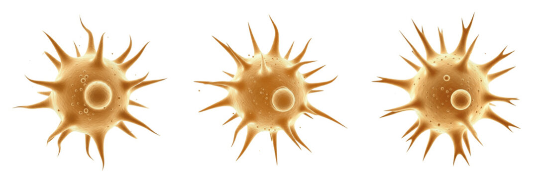 Macrophage isolated on white background, phagocytic cell, マクロファージ (Makurofāji), Makrophage, human immune cell, pathogen-fighting, tissue-resident cell, inflammation response, microscopic blood element