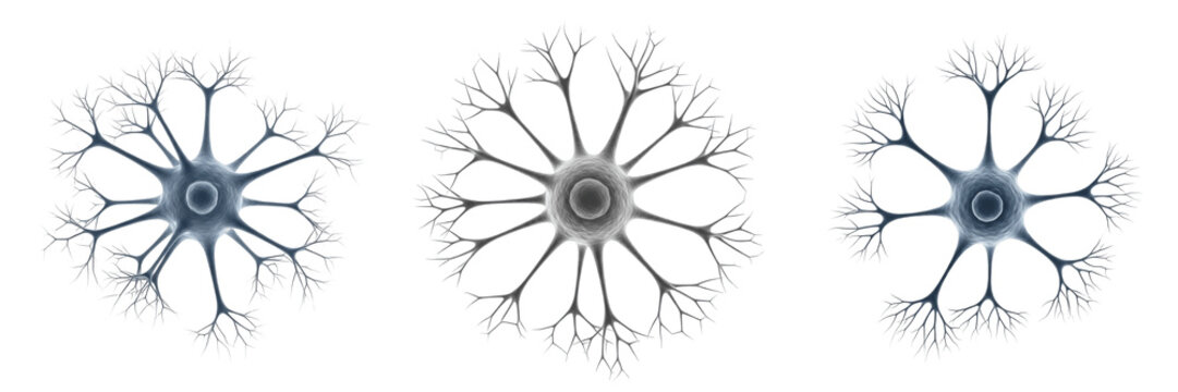 Astrocyte isolated on white background, star-shaped glial cell, アストロサイト (Asutorosaito), Astrozyt, human central nervous system cell, support neuron, blood-brain barrier cell, synapse modulation, micro