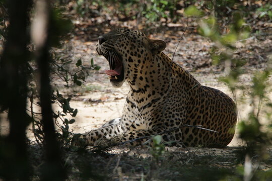 Sri Lankan Leopard in Wilpattu National Park, Sro Lanka 