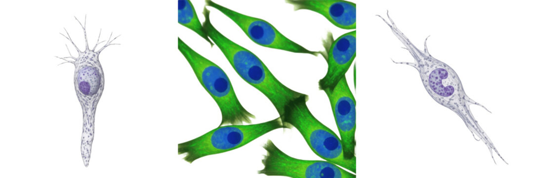 Myoblast isolated on white background, skeletal muscle precursor cell, 筋芽細胞 (Kinga Saibō), Myoblast, human muscle progenitor, regenerative muscle cell, microscopic muscle precursor cell, cellular biol