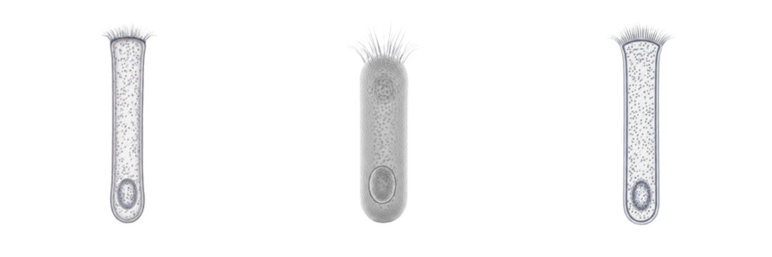 Columnar epithelial cell isolated on white background, tall epithelial cell, 柱状上皮細胞 (Chūjō Jōhi Saibō), Zylinderepithelzelle, human intestinal and gland lining, absorptive and secretory cell, microsco