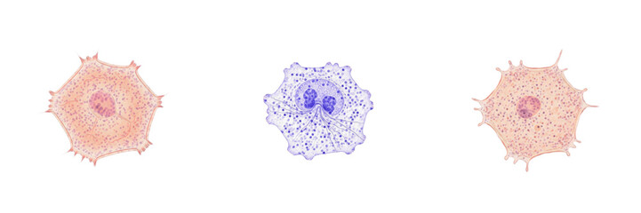 Fototapeta premium Keratinocyte isolated on white background, epidermal skin cell, ケラチノサイト (Kerachinosaito), Keratinozyt, human skin epidermis cell, keratin-producing cell, protective barrier cell, microscopic skin cell