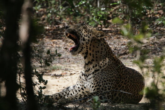 Sri Lankan Leopard in Wilpattu National Park, Sro Lanka 