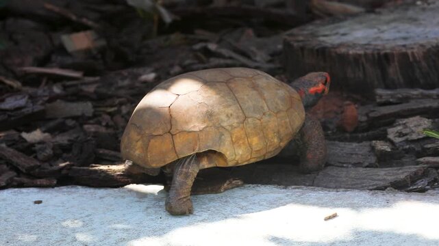 Red-footed tortoise walking outdoors. jabuti pitanga