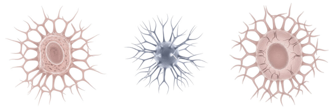 Kidney podocyte isolated on white background, glomerular epithelial cell, 足細胞 (Soku Saibō), Podozyt, human renal filtration cell, glomerular filtration barrier, microscopic kidney cell, cellular biolo