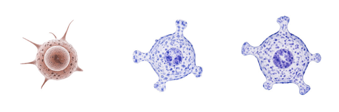 Mast progenitor cell isolated on white background, mast cell precursor, 肥満前駆細胞 (Himan Zenkusa Saibō), Mastprogenitorzelle, human immune precursor cell, mast cell differentiation, microscopic immune ce