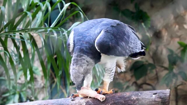 Powerful harpy eagle, Harpia harpyja, Brazilian harpy eagle