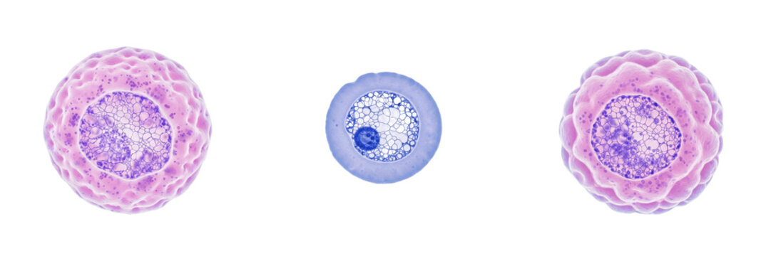 Reticulocyte isolated on white background, immature red blood cell, 網状赤血球 (Mōjō Sekkekkyū), Retikulozyt, human bone marrow erythroid precursor, erythropoiesis cell, microscopic blood cell, cellular bi