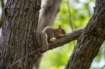 Fototapeta premium squirrel on a tree