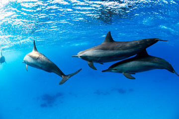 Fototapeta premium Large pod of spinner dolphins swimming in the crystal clear water of the Red Sea, Egypt, creating a peaceful underwater marine wildlife scene.