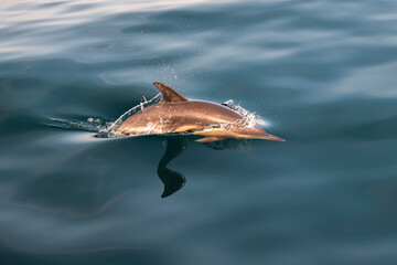 Obraz premium Pod of common dolphins swimming just below the calm glassy ocean surface off the east coast of Australia, their shapes visible through the clear water.