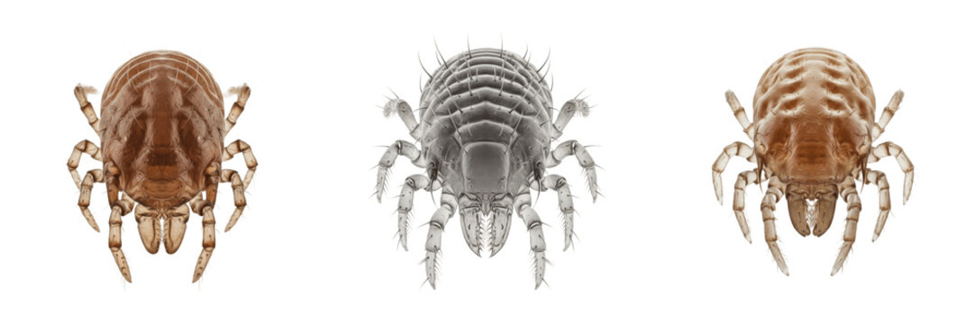 Scabies mite Sarcoptes scabiei isolated on white background, human skin parasite, microscopic parasite insect, Pediculosis mite, extreme macro photography, scabies close-up, parasitic mite detailed