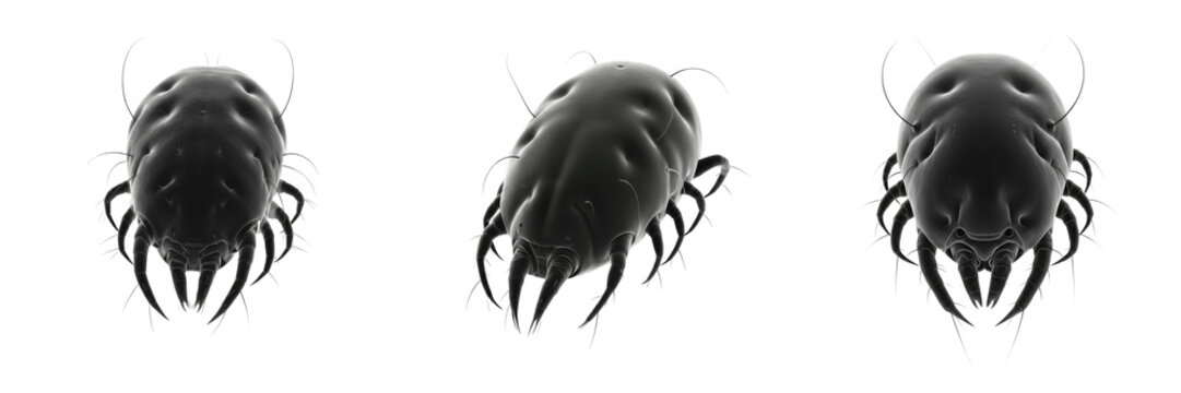 Human itch mite Sarcoptes scabiei isolated on white background, microscopic parasite, scabies mite, human parasite insect, skin parasite, extreme macro photography, Sarcoptes species close-up