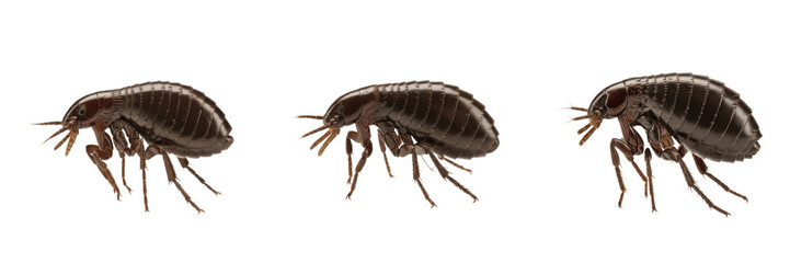 Obraz premium Flea Siphonaptera adult isolated on white background, realistic macro photography, human- and pet-associated parasite, insect extreme detail, blood-feeding flea, close-up, Siphonaptera species