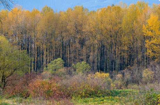 Canada, BC, Chilliwack.  Fall colour on deciduous trees in the Fraser Valley.