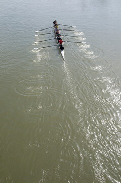 Canada, BC, Fort Langley.  A group of rowers rowing an 8 in the Fraser River.