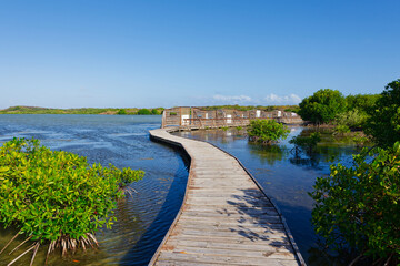 Fototapeta premium The footbridge of the bird observatory surrounded by mangroves trees in the Salines pond (Etang des Salines) (Sainte-Marie, Martinique, France)