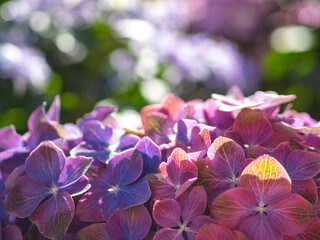 光をまとう極彩色。輝きを放つ初夏の紫陽花