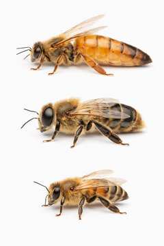 Queen Drone and Worker Honey Bee Comparison Showing Caste Differences
