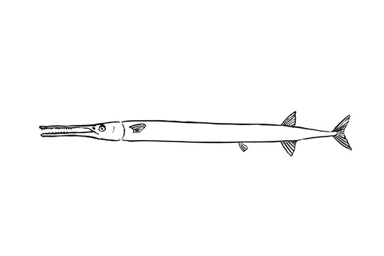 Needlefish line drawing vector illustration