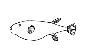 Japanese pufferfish line drawing vector illustration © AiGon