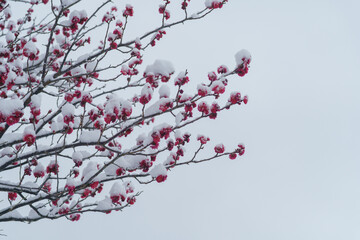 日本の風景｜積雪する梅の花