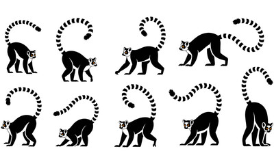 Fototapeta premium Ring tailed lemur silhouette set, multiple poses of Madagascar primate, wildlife animal vector illustration, exotic mammal collection isolated on white background