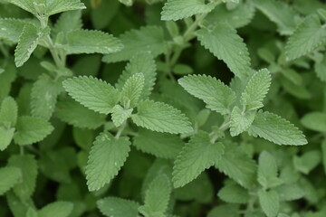 草のテクスチャー